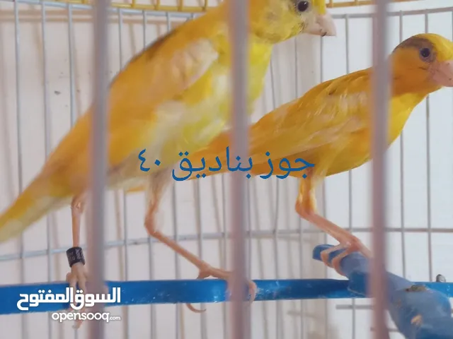 التفاصيل في الصور