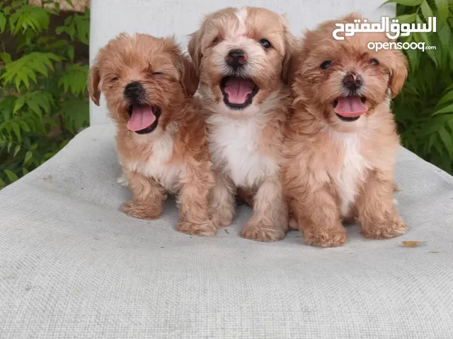 Toy Maltipoo