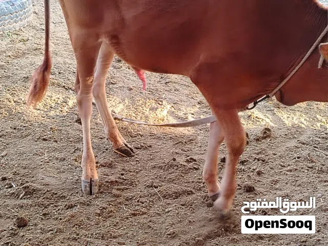 ثور عماني محلي