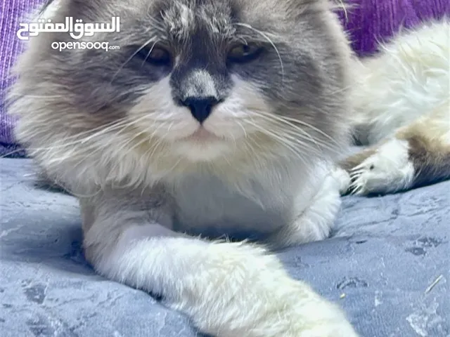 للبيع قطط هيمالايا 2 انثى وذكر ملقحات