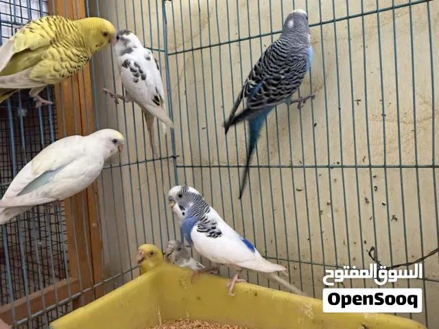 للبيع بادجي مع القفص ب 50 ريال و الجحل روز زوجين واحد بعده ما انتج و الثاني منتج و الابيض مجانا