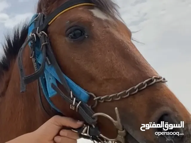 خيل عربي للبيع حصان معرف النسب