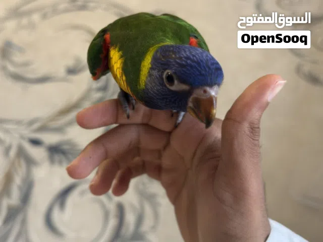 لوري عمره شهرين و نص توه منفطم