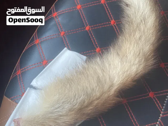 ذيل عوس ( ثعلب ) للبيع