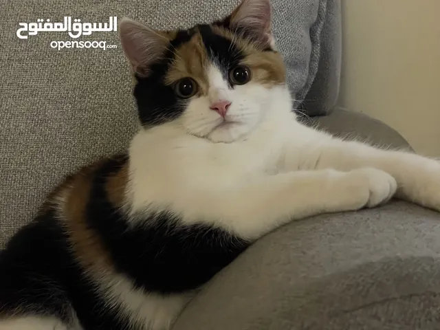 قطة انثى للتبني
