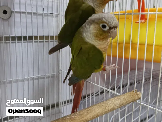 pineapple conure pair