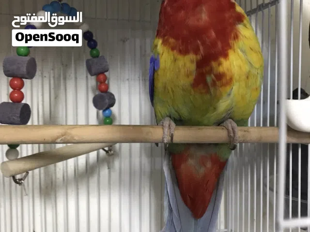 موجود طير روزيلا زكر حجم جامبو منتج من قبل