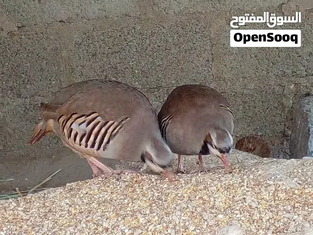 حجل بكستاني ذكر 13 ريال