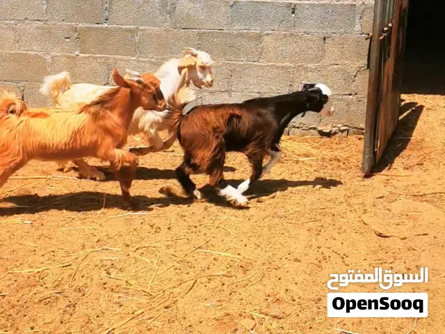 ما شاء الله.. للبيع 3 تيوس تربية محلية من الحلال الطيب (صحة ونشاط ممتاز)