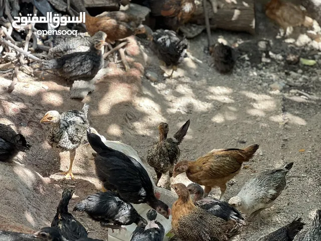 فرخ دجاج بلدي عمر شهرين ونص