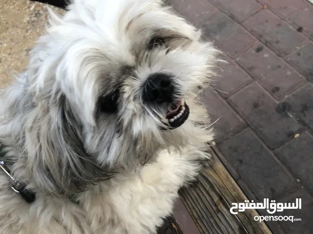 بيع كلبة منزلية وديعة جداً
