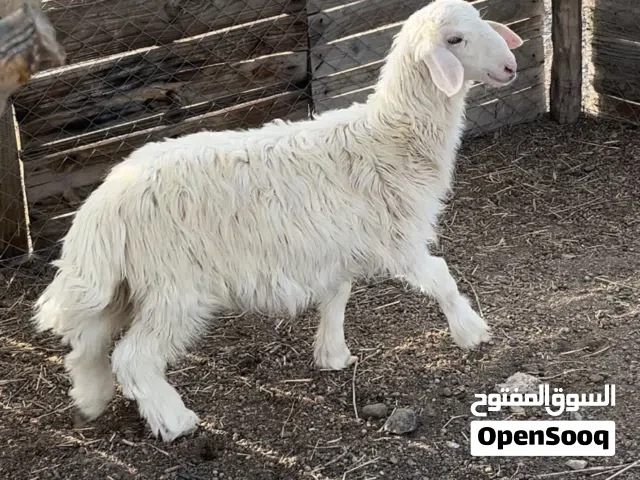 كبش رملي سمين