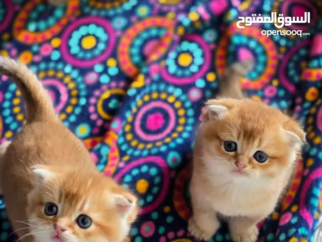 Scottish fold NY11 بيور سكوتش فولد ny11