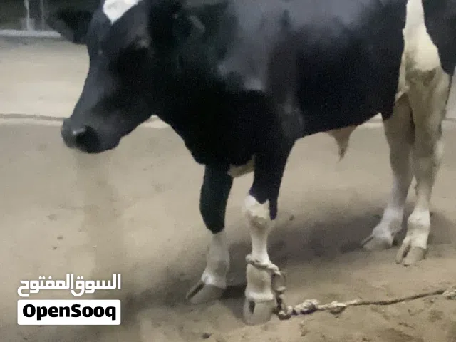 عجل للبيع ..