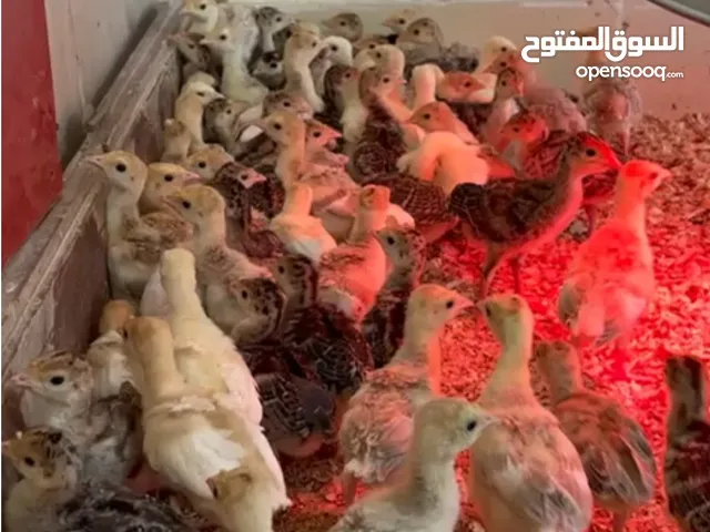 فروخ الرمي