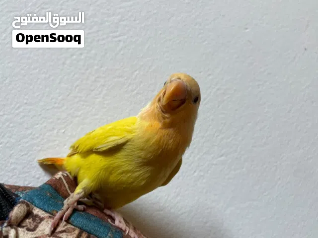 عصفور روز مروض لون الأوبلاين