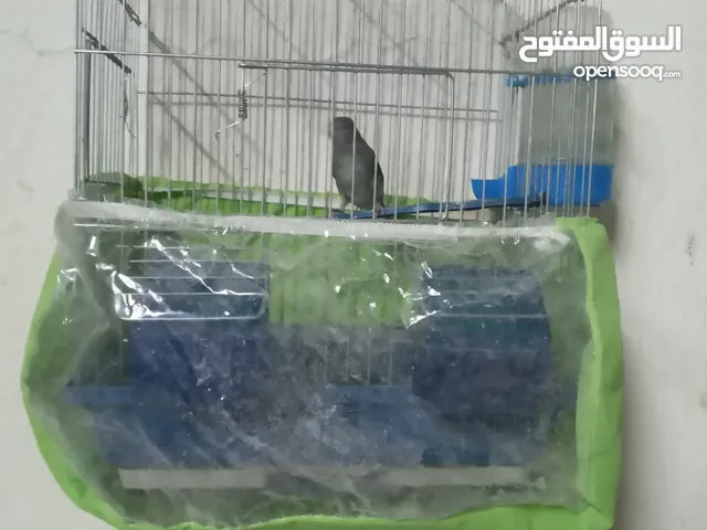 كنار للبيع حبشي نار