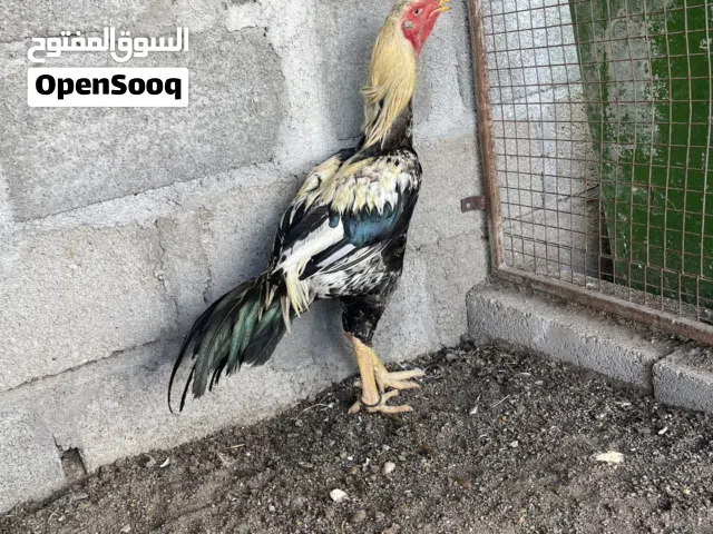 ديك للبيع فقط