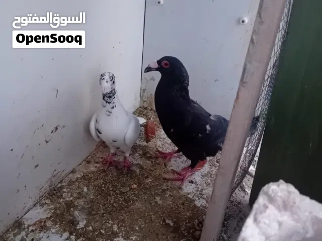 جواز حمام للبيع
