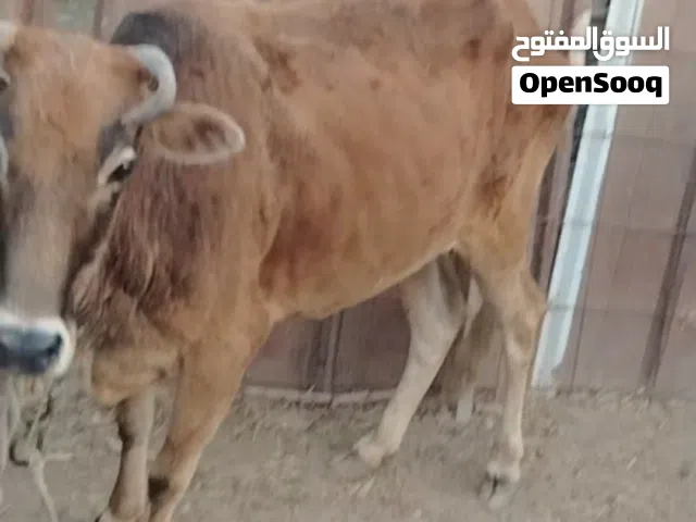 بقره فول سمنه ما شاء الله