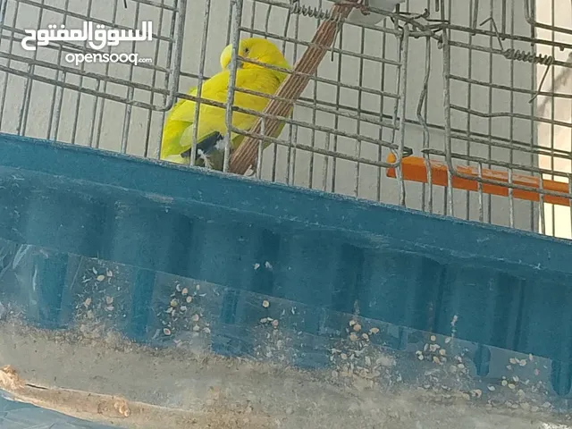 عصافير حب ماشاء الله شغالات  بسعر حرق
