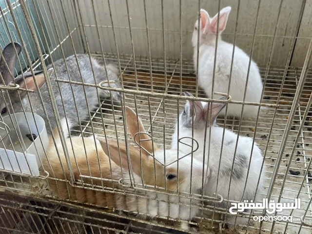 أرنب للبيع