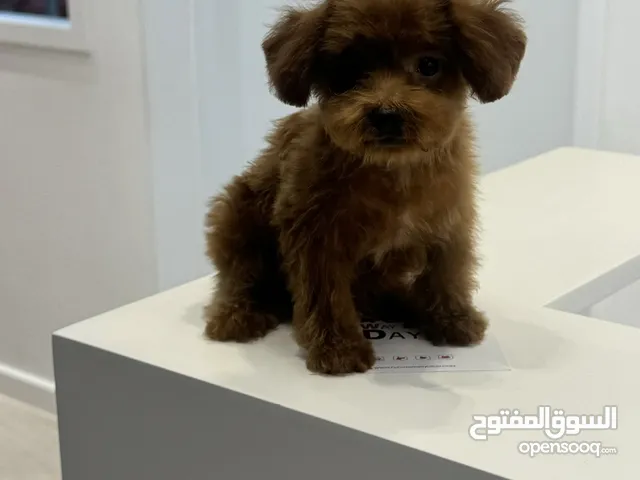 كلب بودل ذكر 4 شهور poodle 4 month male