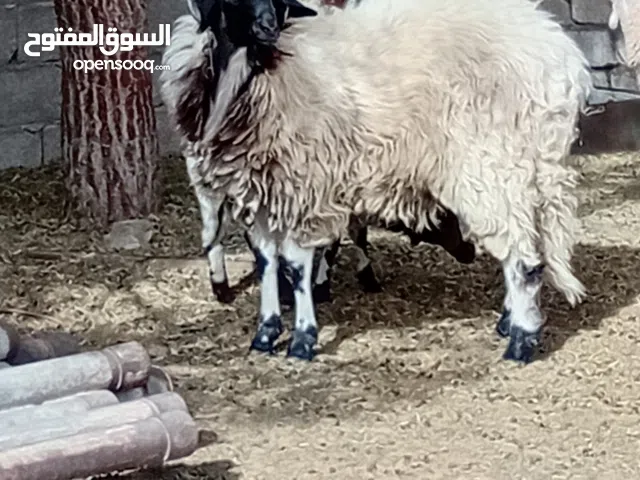 بركوس للبيع