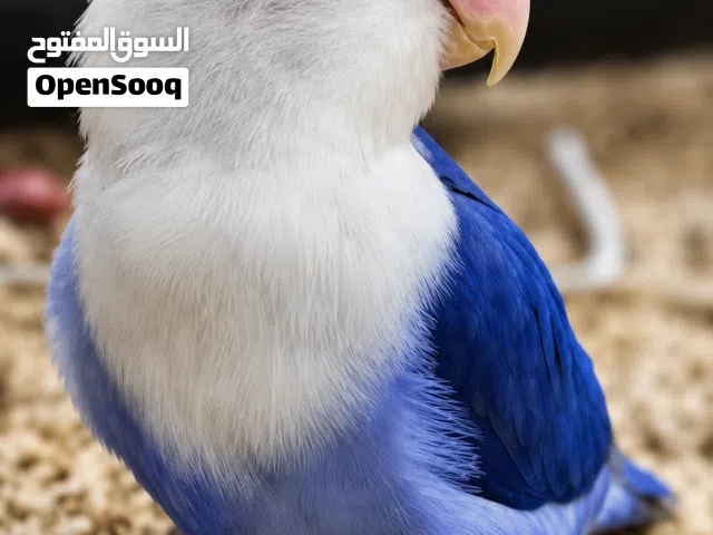 ببغاء فيشر ترويض فل