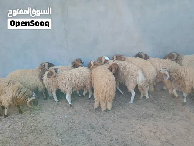 اضاحي وطنية