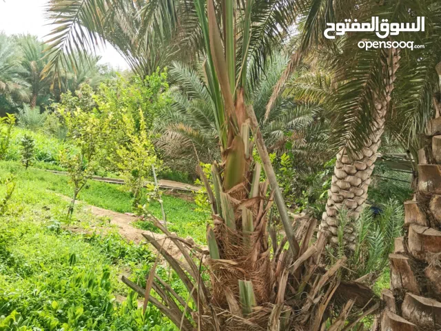 فحل للبيع جميل