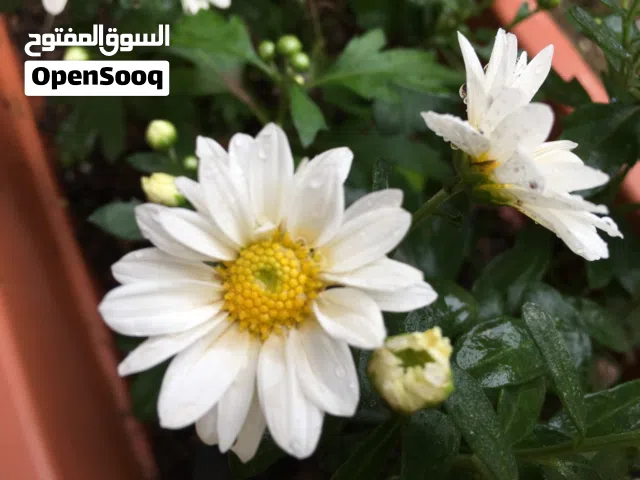 ايجار شقة  اسكان الشروق