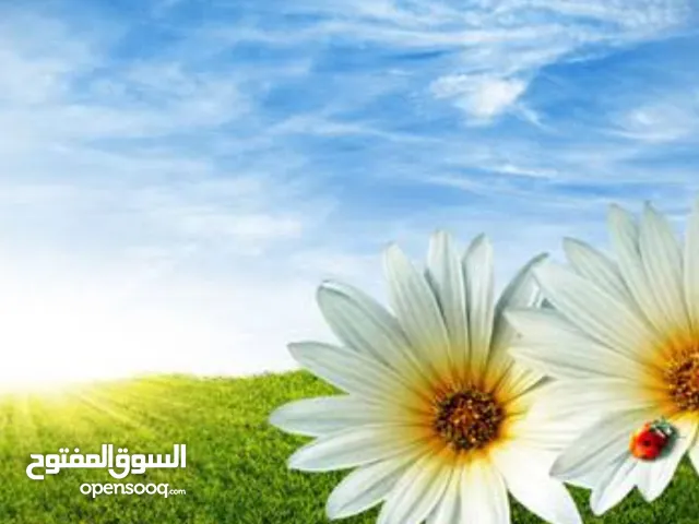 xesara للبيع