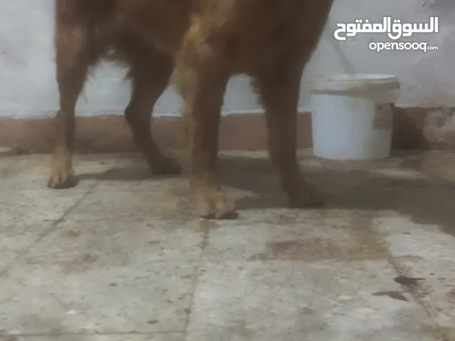 كلبه جولدن ذكيه جدا ومستوى حلو اوي ولون مميز مش اصفر لا ده لون برتقالي او احمر مدربه طاعه جدا