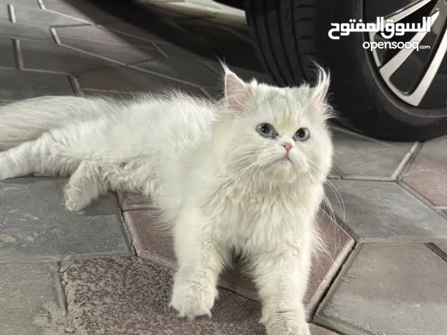 Cat abu Dhabi
