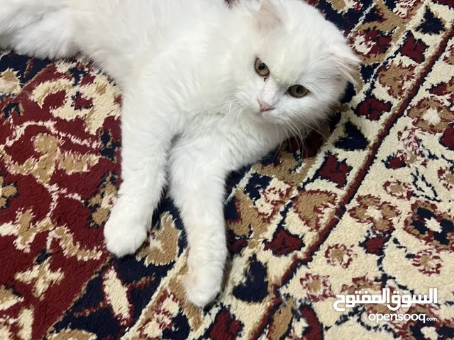 قطة للتبني مع جميع اغراضها
