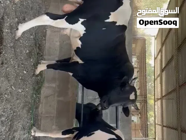 للبيع ثيران ظفارية