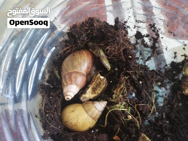 زوج حلزون للبيع نثيه وفحل مبيضات كبل فتره 10وبيهن مجال