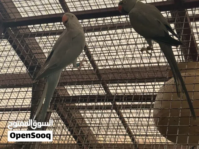 البيع بغباه ذره  والنبالي