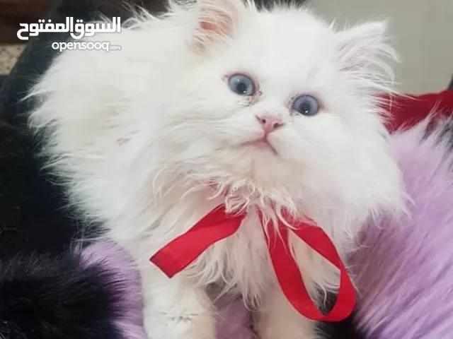 ذكر شيرازي بيور'اصل'عمر شهرين ابيض عيون زرق