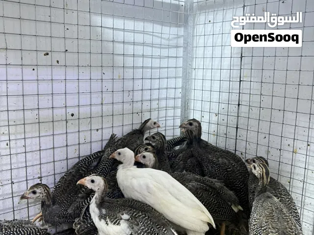 مجموعة دجاج حبشي