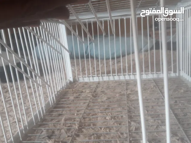 قفز كبير لصيد البط والطيور دون مجهود