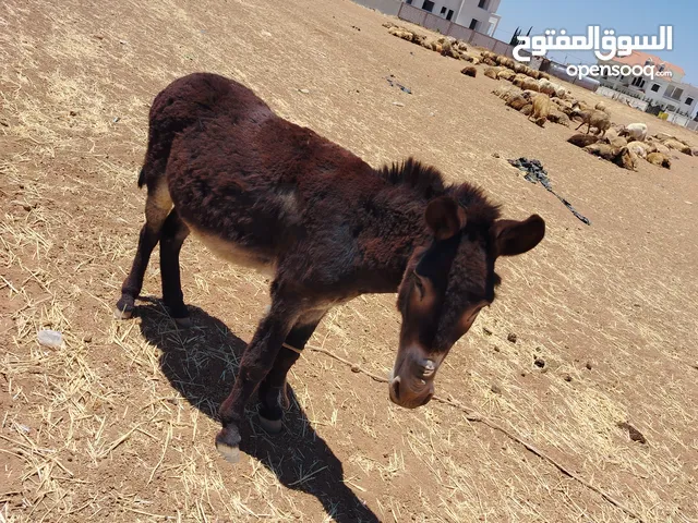 حمار غنم للبيع قابل للبدل