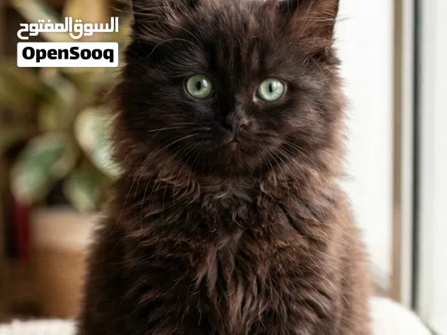 الفخامه بنفسها تتكلللممممم اخر قط اسود لعشاق الفخامه