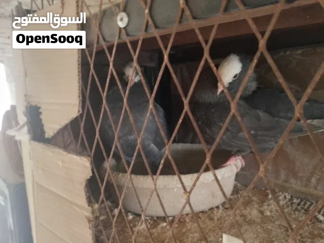 جورج جولدن ازرق مع بولنديه زرقاء