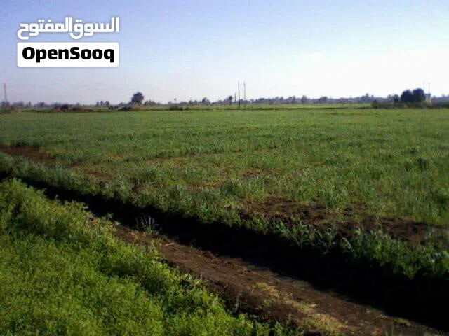ارض زراعية سمراء قطعة واحدة منديل بجوار الطريق والترعة ري بحري وارتوازي 2سكة وصرف زراعي بجوار الطريق