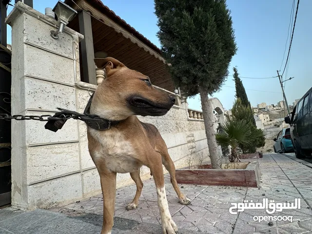 كلاب بيتبول للبيع بسعر مغري جدا