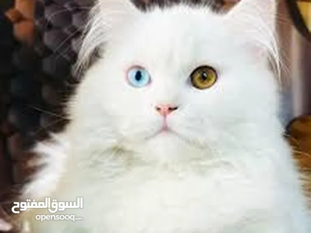 قطط فارسية أم مع قطة صغيرة للبيع