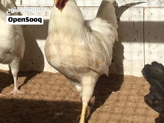 فروج عربي ابيض