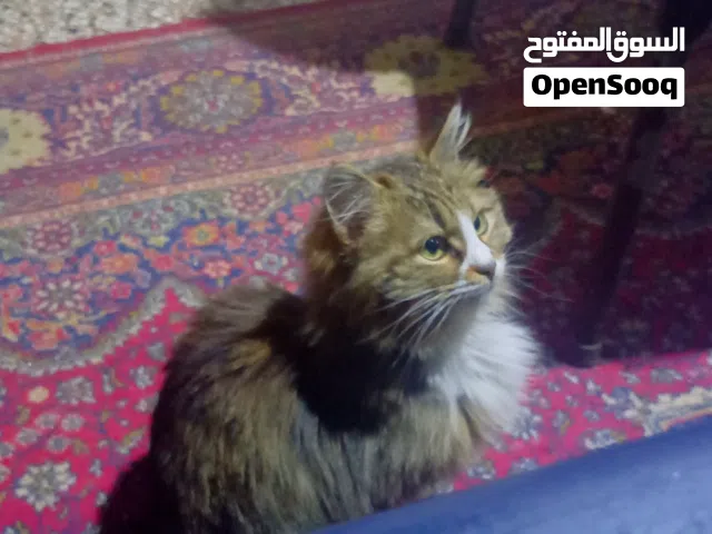 القطة تهجين بين هملايا و شيرازي واسم هذه نوع من القطط المون فيس ولها راغب كبير